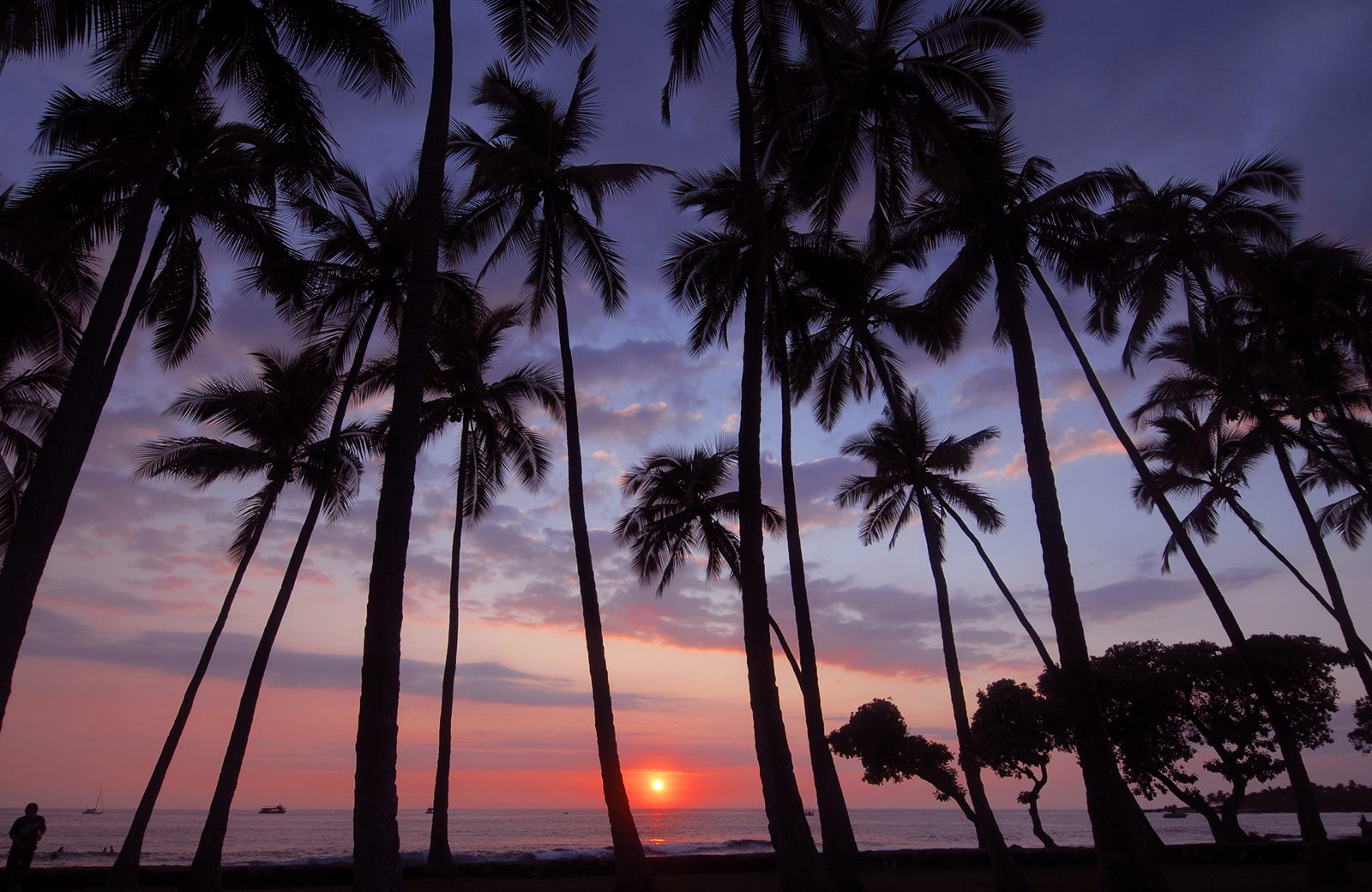 Tall coconut palms silhouetted against a purple and orange sunset over the ocean