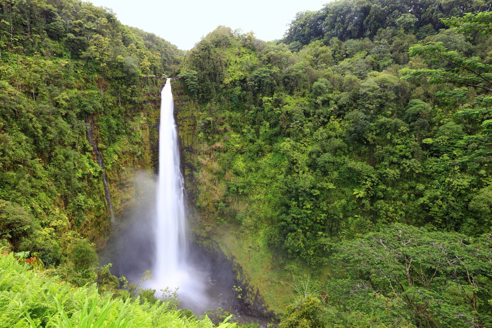 Akaka Falls dropping in a long white ribbon into a gorge thick with rain forest