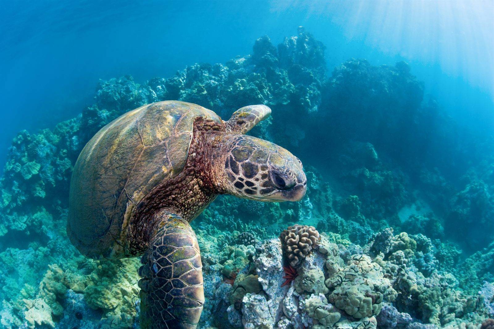 A green sea turtle swimming over a coral reef in clear blue Hawaiian water